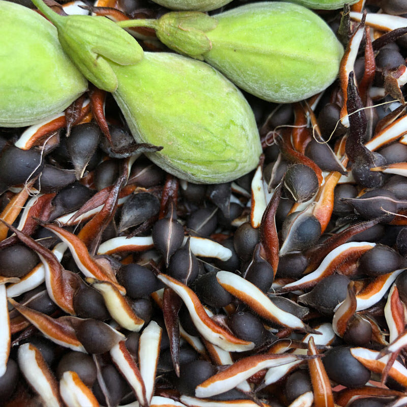 奇楠沉香树苗沉香种仔奇楠沉香种子名贵树种白奇楠绿奇楠发芽率高 白