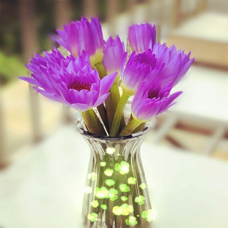 花基地同城速递办公室内家庭水养百合插花供佛水培尝鲜价紫色睡莲10支