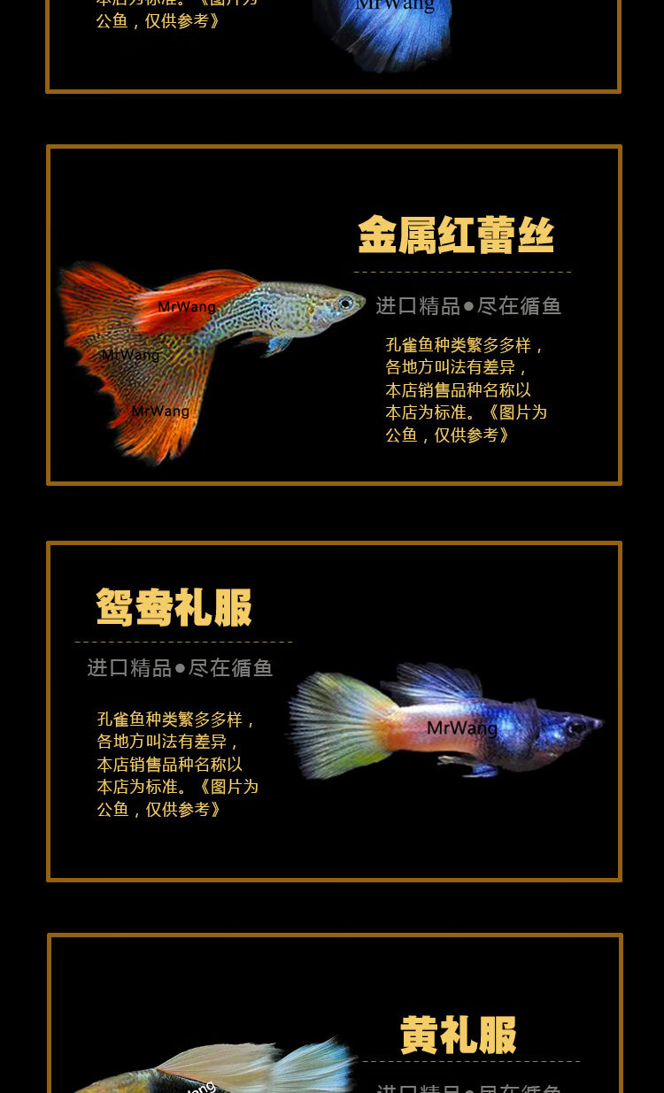 ajaj硬背血红白子孔雀鱼观赏鱼热带鱼凤尾鱼小型淡水鱼纯种自家宠物