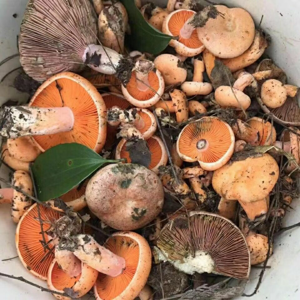 hqc野生松树菌青碟花菌种子黄碟花菌种子野生蘑菇种子人工种植菌种乌