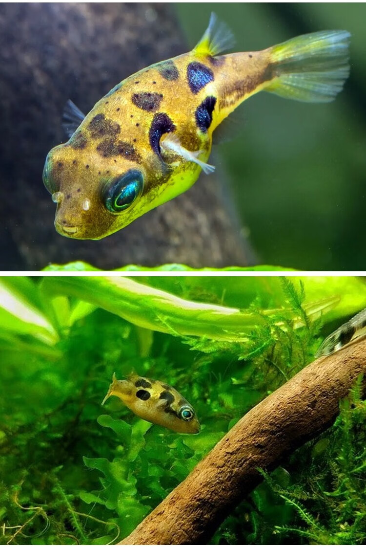 鱼 活体巧克力娃娃潜水艇鱼淡水观赏鱼小型迷你吃螺除杂螺丝 巧克力