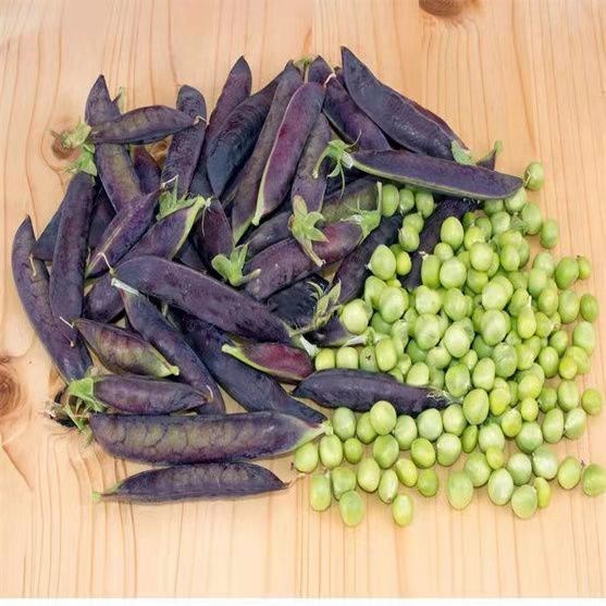 苏瑞紫玉豌豆种子荷兰豆紫荚甜脆豌豆高产大田菜地蔬菜籽紫玉豌豆种子