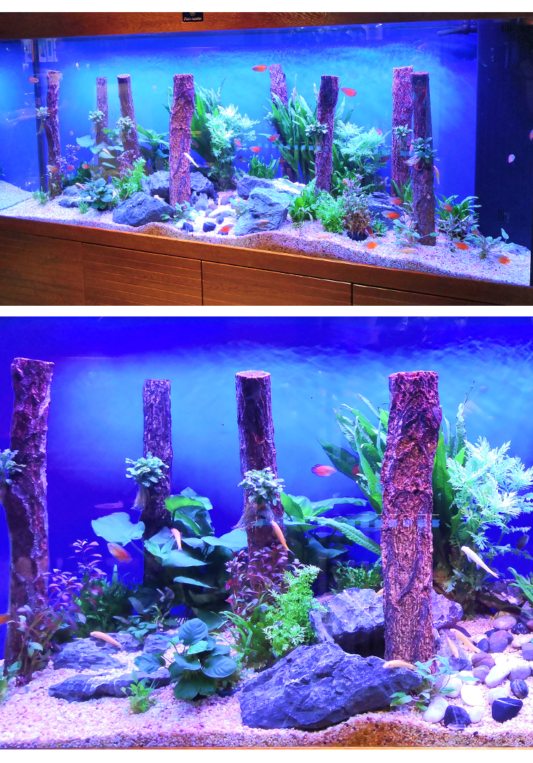 香槟树造景树干森林造景树桩雨林缸水草缸鱼缸水族天然沉木造景木 高