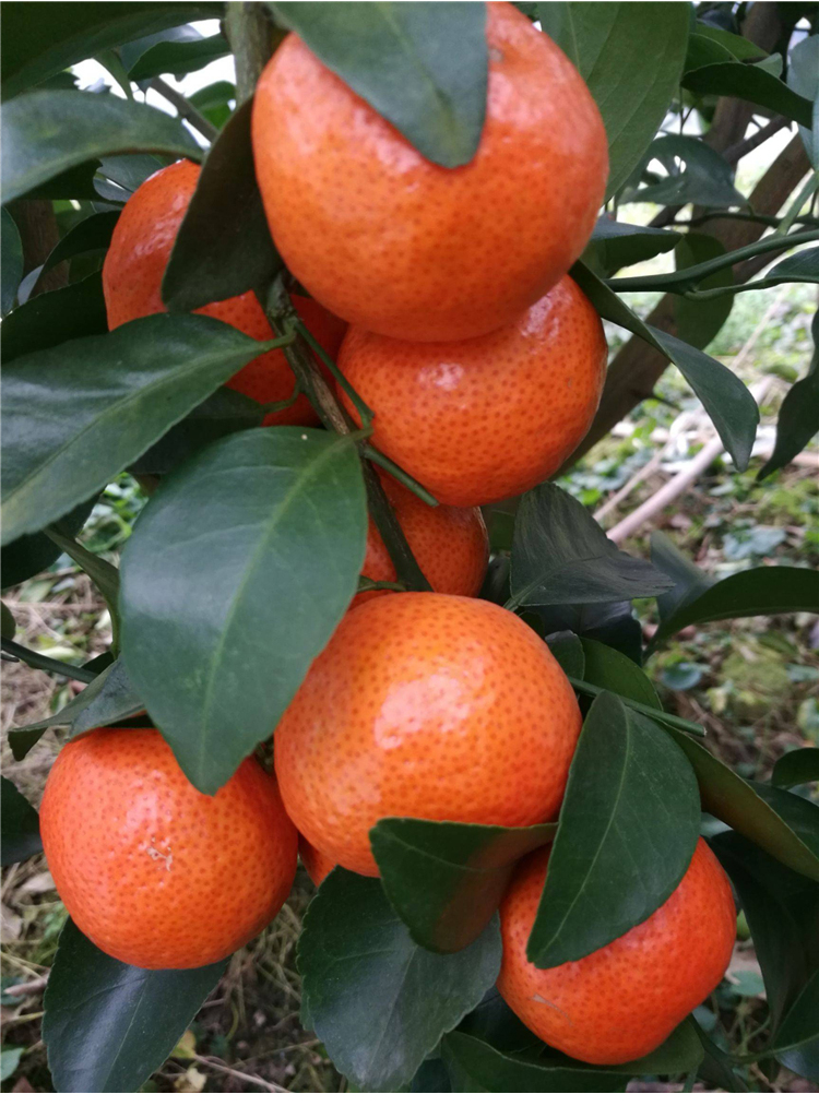 顺丰速运正宗四会沙糖桔皇帝特产应季新鲜水果小砂糖橘子薄皮10斤时令