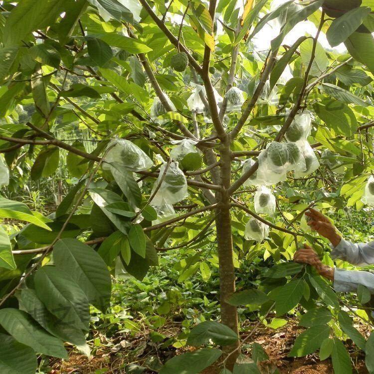 凤梨释迦苗果苗释迦果树苗嫁接苗佛陀果番荔枝苗蜜释迦苗盆栽榴莲释迦