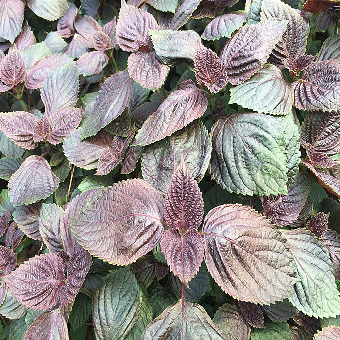 广西野生紫苏苗苏子苗新鲜紫苏种子阳台盆栽 双面紫苏苗15棵【图片