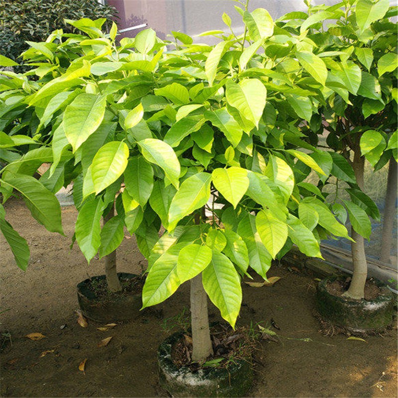 云仓发货白兰花盆栽花卉植物室内花四季黄角兰白玉兰花树苗老桩花卉