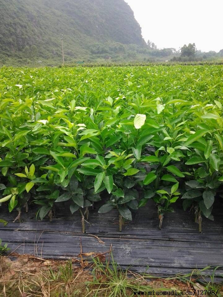 嫁接桔子苗象山黄美人号柑橘桔子树苗蜜桔红美人柑桔南北方种植黄美人