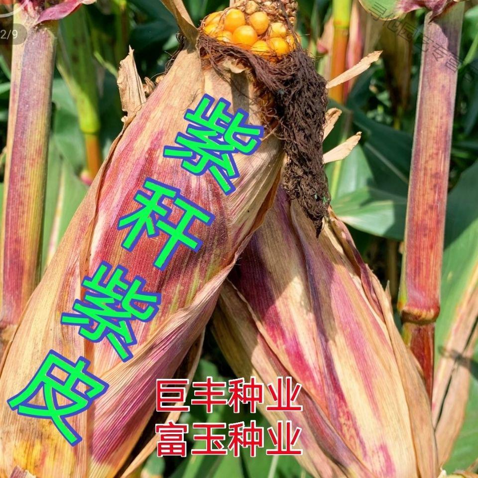 批发国审双胞胎玉米种子大全矮秆大棒红轴紫秆适合南北方苞谷种 3240