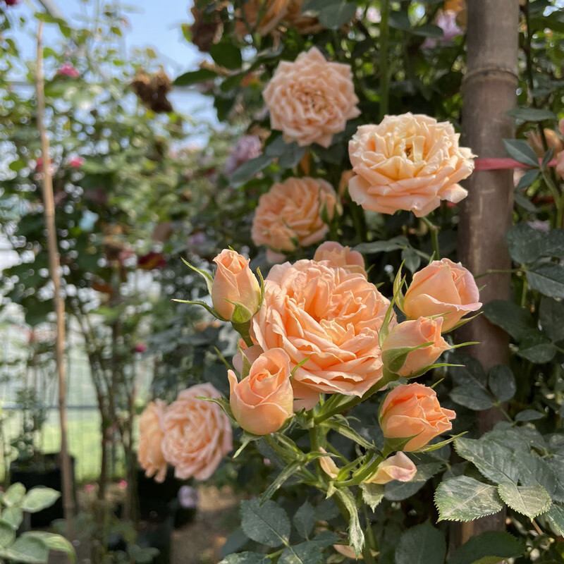 瑰玮甜梦藤本月季多头小花蔷薇花苗多季节开花甜美可做花境拱门庭院