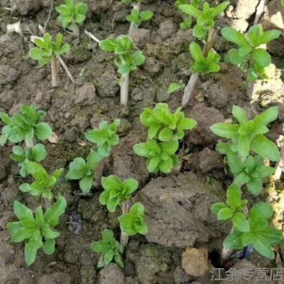 芊阙野生新鲜枸杞叶苗食用枸杞菜苗枸杞根枸杞苗种植种子枸杞盆栽现挖