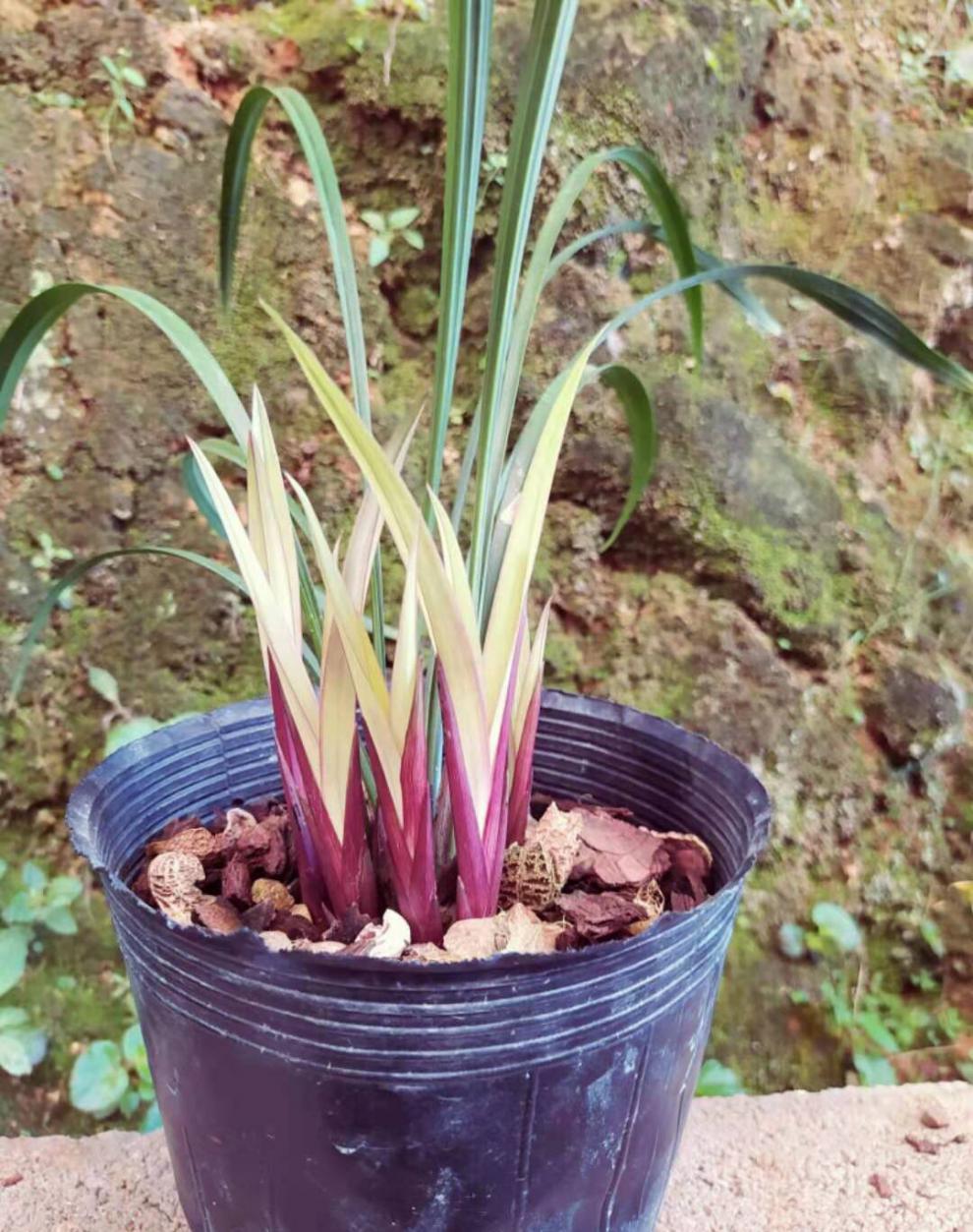 全部带花苞发货 老种 建兰铭品市长红兰花苗四季兰红花夏季带花苞植物