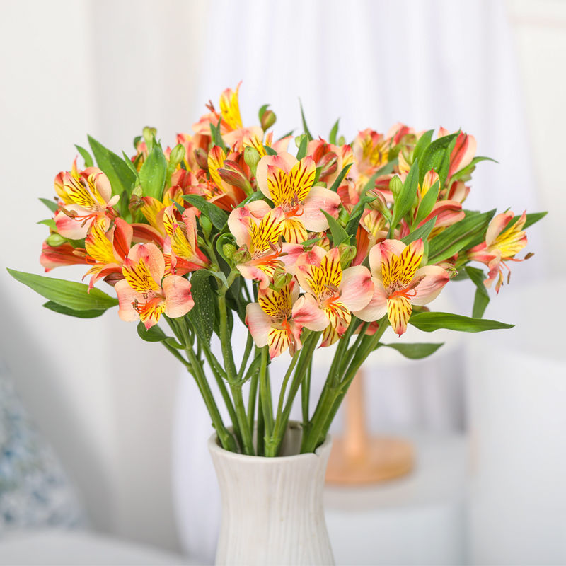 芊阙 云南昆明基地直发鲜花水仙百合六出花家庭办公室水养瓶插花 随机