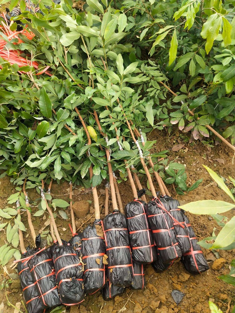 带土带叶当年结果无核龙眼苗树嫁接苗四季储良龙眼南方特大石硖龙眼大