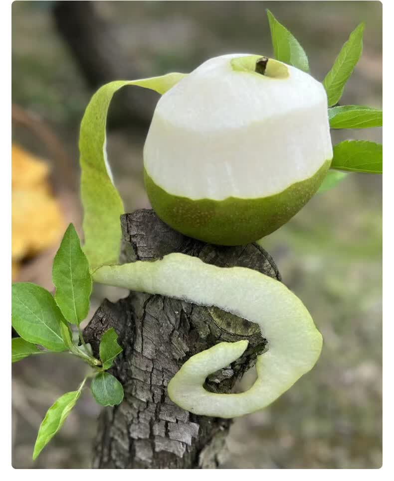 颜曼箐 四川六月雪千脆蜜梨当季整箱6-8枚彩箱现摘青皮应季脆冠梨子