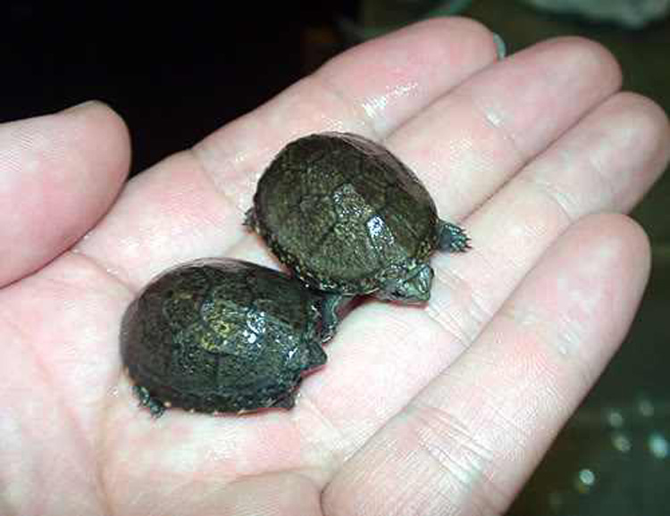 族萃头盔蛋龟苗活体迷你宠物龟剃刀果核红面蛋小型观赏巨头深水龟 5-6