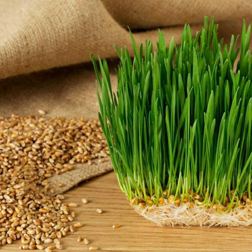 农家自种小麦麦子草做麦芽糖榨汁观景小麦苗猫草鸡鸭鹅用2斤小麦