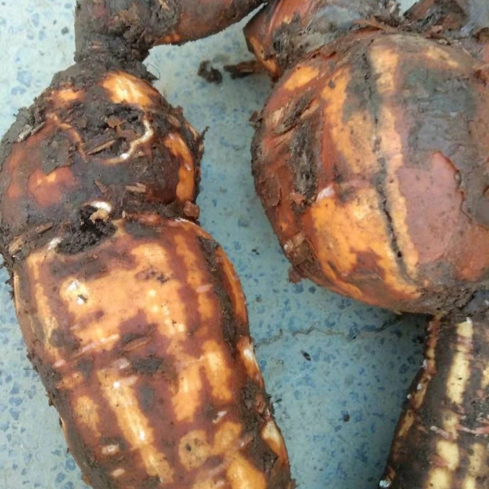 隔山消隔山撬野生新鲜现挖现发500g克白何首乌中药材整个有何首乌干