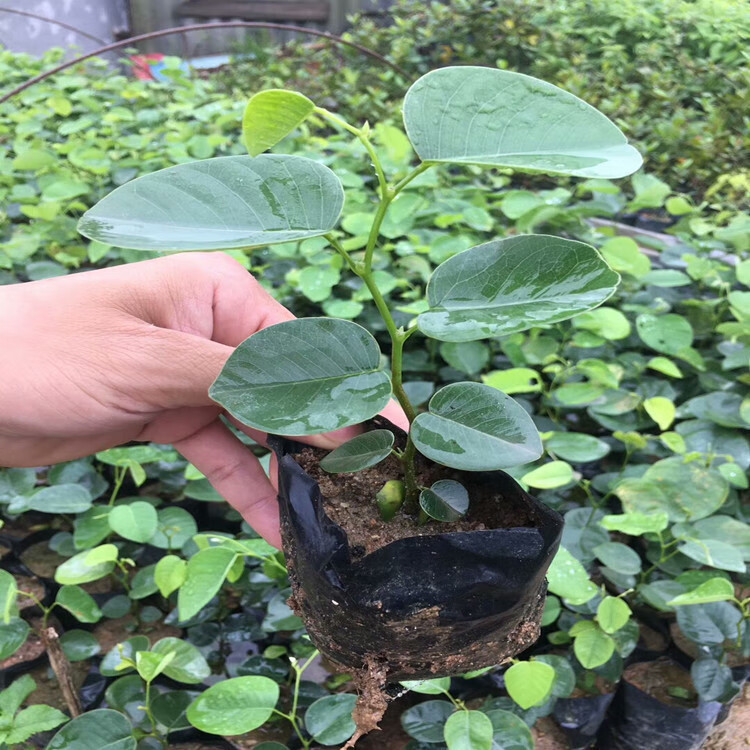 檀香紫檀苗 珍稀红木树种 印度台湾小叶紫檀树苗绿化庭院名贵树苗