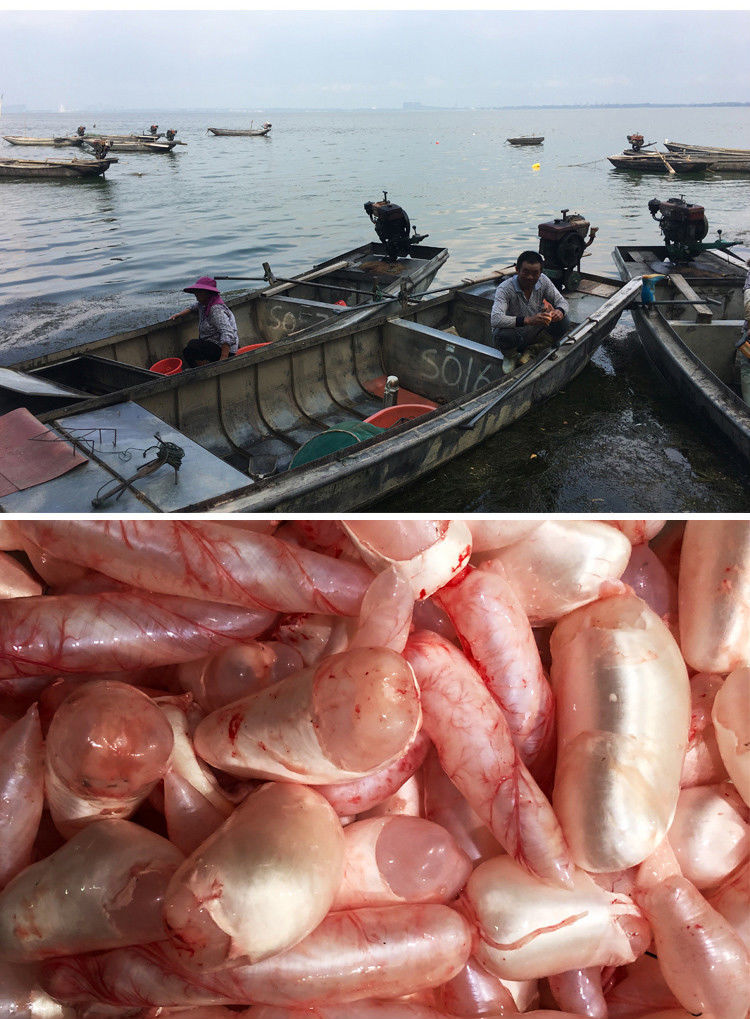 新鲜鱼鱼鳔新鲜冷冻鱼籽鱼泡泡椒鱼皮150g10包