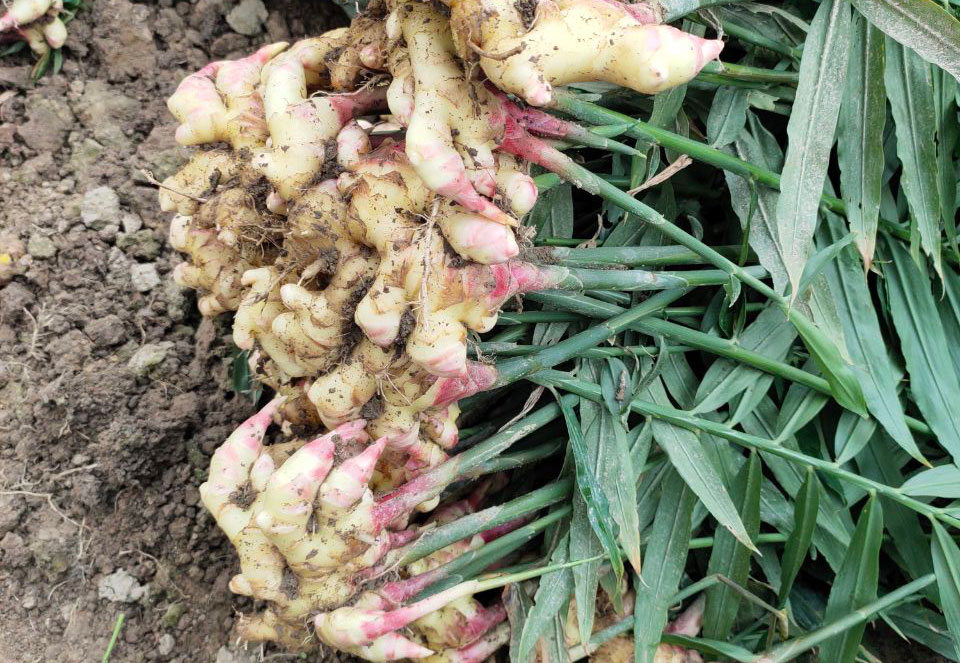 小黄姜红芽姜贵州高原新鲜姜农家原生态现挖现发新老生姜老姜1000g