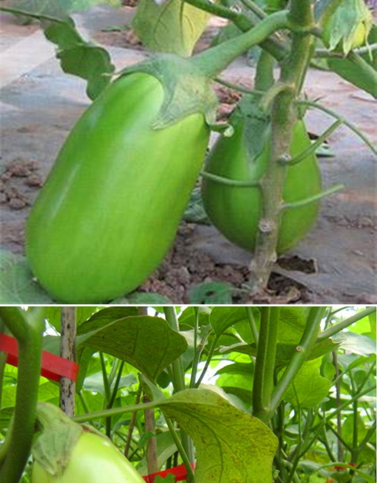 绿罐茄子种子绿茄种籽绿皮绿肉灯泡牛心茄嫁接茄子苗早熟高产恒信绿罐