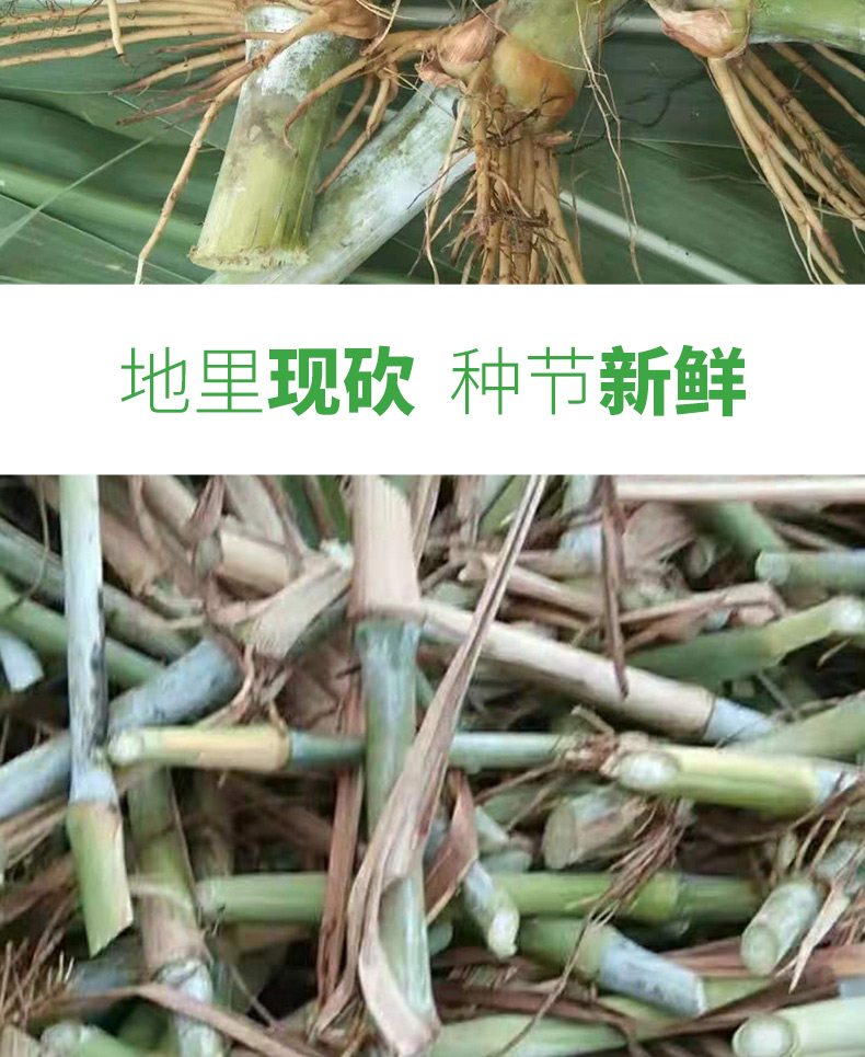 甜象草三号种节双节无毛耐寒巨菌草新型皇竹草四季多年生高产牧草无毛