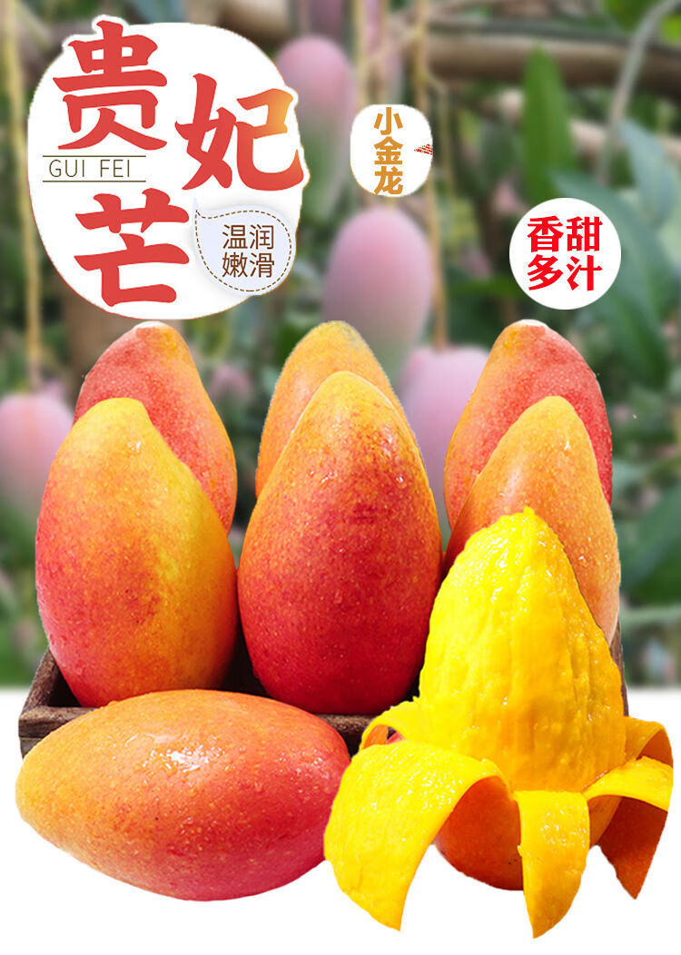 海南三亚贵妃芒果礼盒热带当季新鲜孕妇水果当季红金龙小芒果整箱 【5