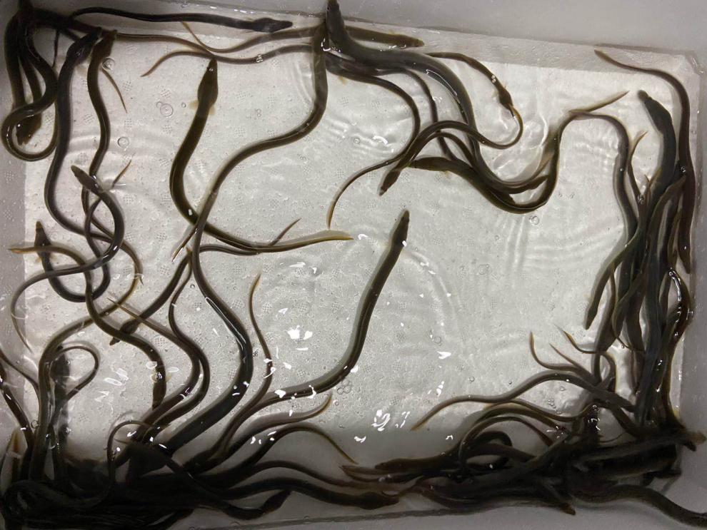 出售淡水鳗鱼苗,白鳝苗,河鳗苗,花鳗苗,花锦鳝苗拍前必看:请各位顾客