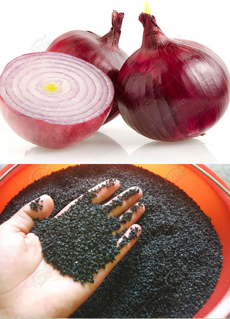 红皮种籽种植苗特大圆葱耐寒紫皮四季葱种孑蔬菜幼苗冬季红妍红皮洋葱