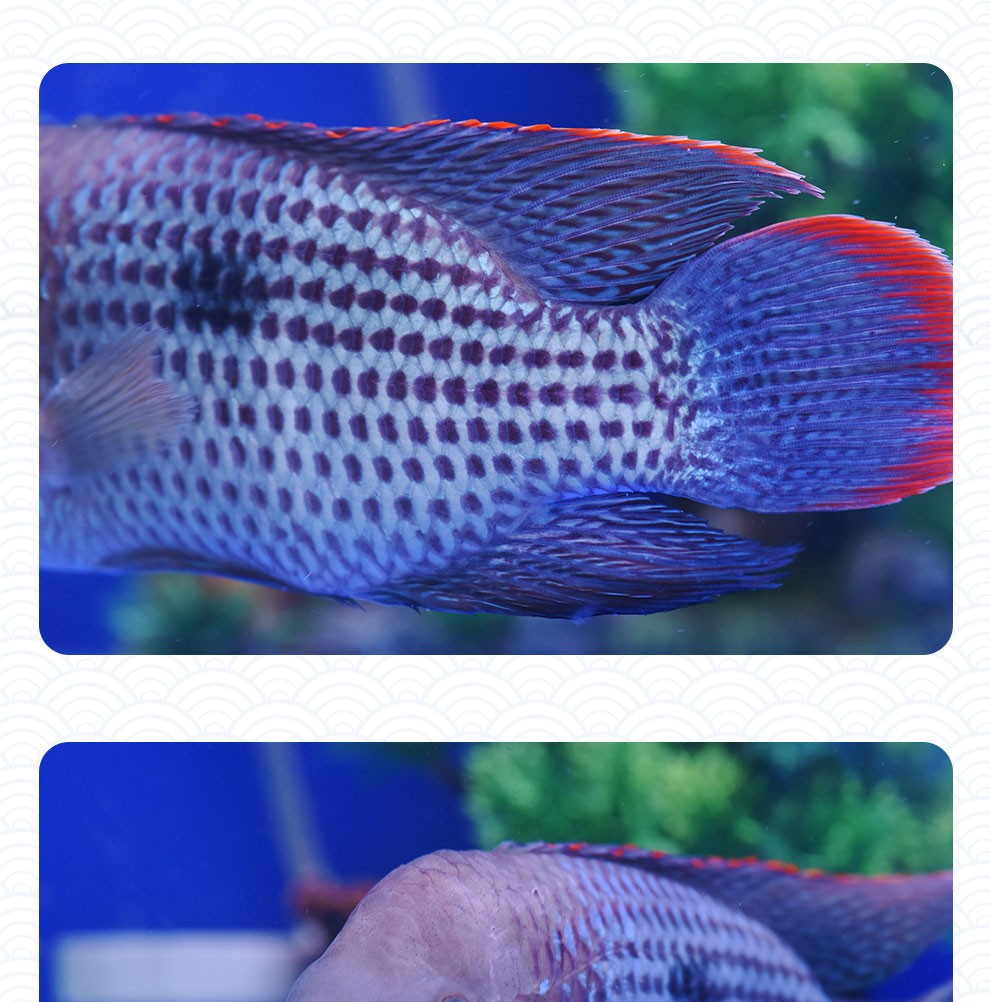 鱼多趣 红尾皇冠 热带观赏鱼活体 玉面皇冠鱼蓝面财神宠物鱼淡水大型