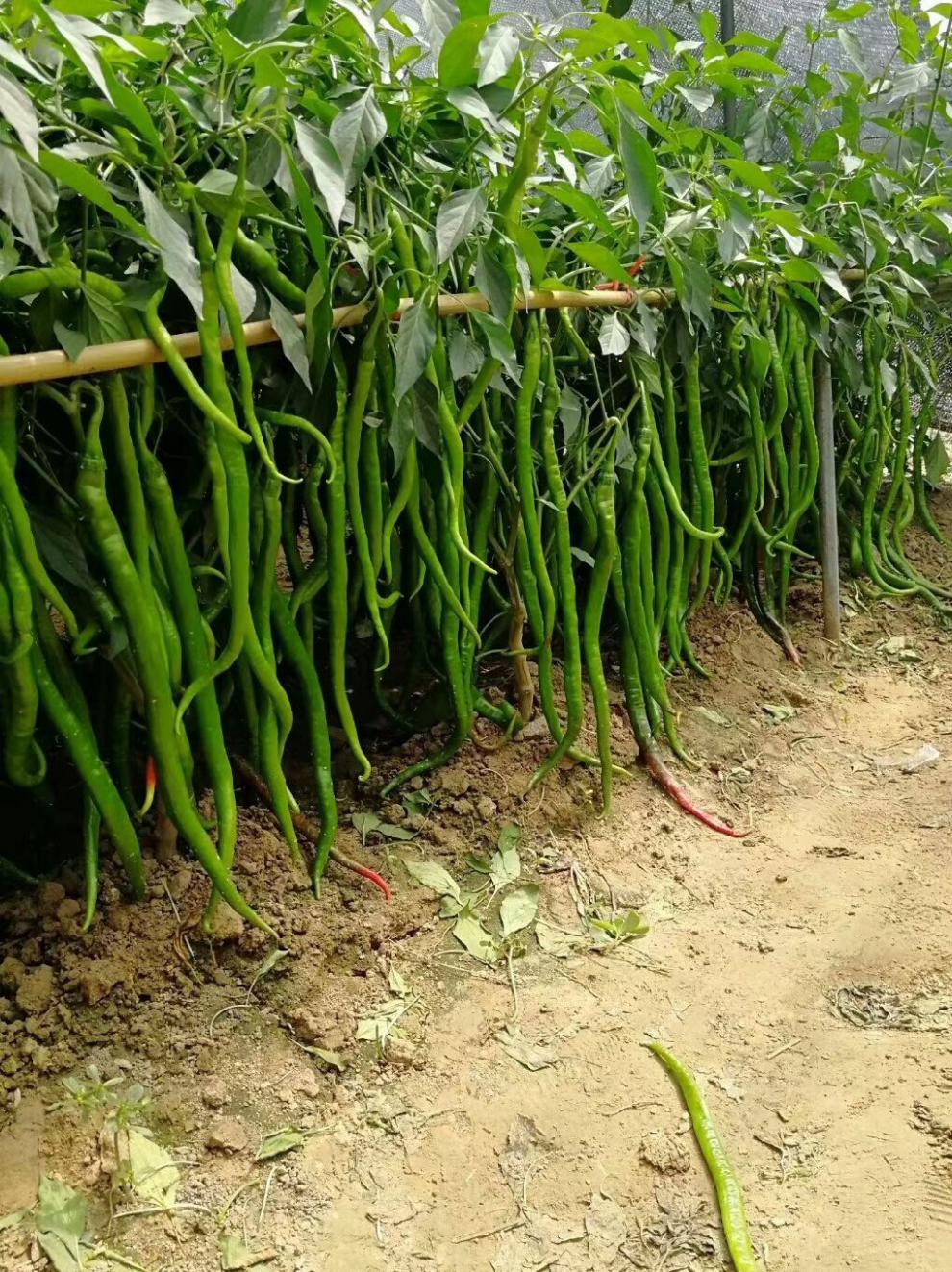 博卉香辣王线椒种子辣椒种子杭椒种子线椒苗辣椒苗 又长又辣蔬菜种子