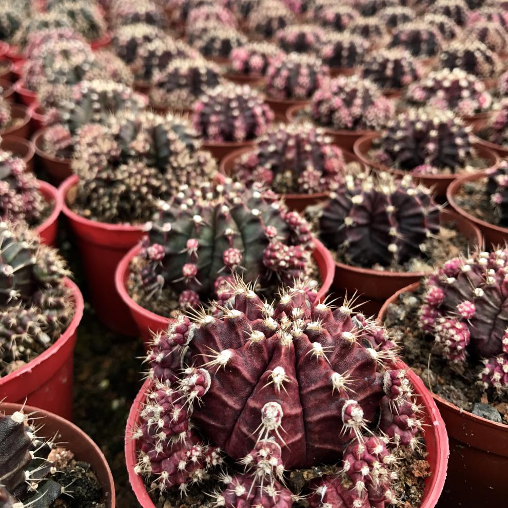 紫牡丹 仙人球群生植物盆栽黑牡丹肉肉植物绯牡丹防嫁接 紫牡丹4~5cm