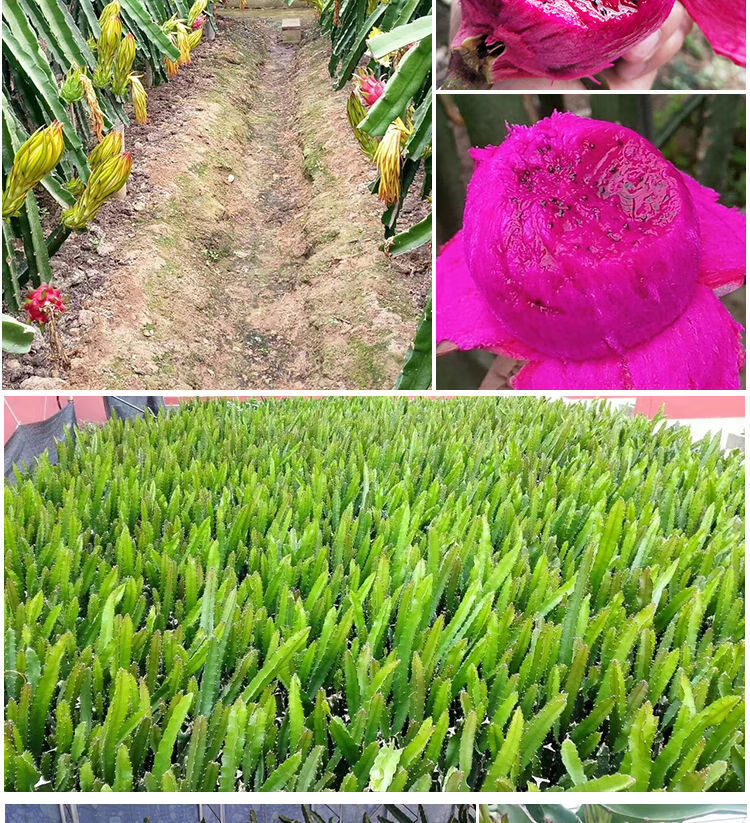 红心红肉火龙果苗燕窝果树果苗南北方四季盆栽种植水果当年结果 金都1