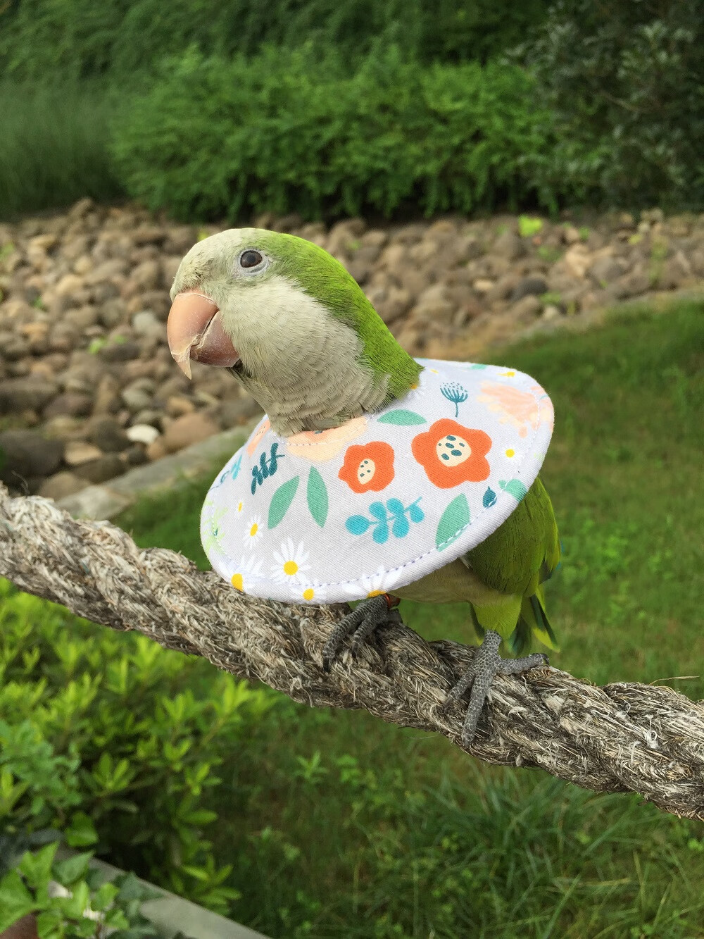 鹦鹉伊丽莎白圈 鹦鹉脖圈鸟脖套防咬毛伤口保护防啄毛鸟衣服伊丽莎白