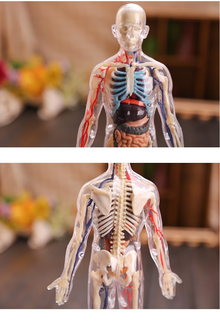4dmaster全身体结构人体模型医学骨骼骨架内脏人体器官解剖医用预售6