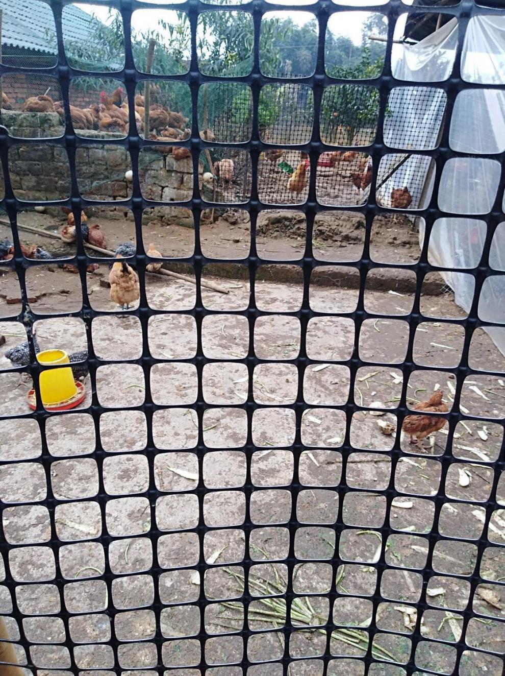 澜墨塑料围栏网养殖网养鸡养鸭网格网圈地果园护栏网黑胶网玉米网特卖