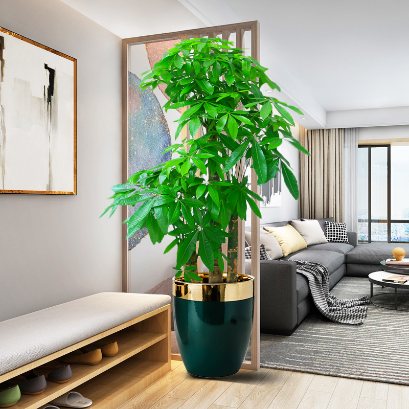 三杆步步高发财树盆栽室内客厅大型植物办公室绿植大棵三株同城 1.5-1