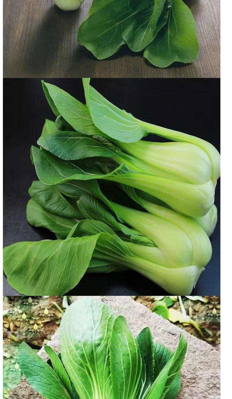 现摘新鲜蔬菜上海青小油菜农家自种蔬菜类小青菜绿叶菜小白菜 店长 4