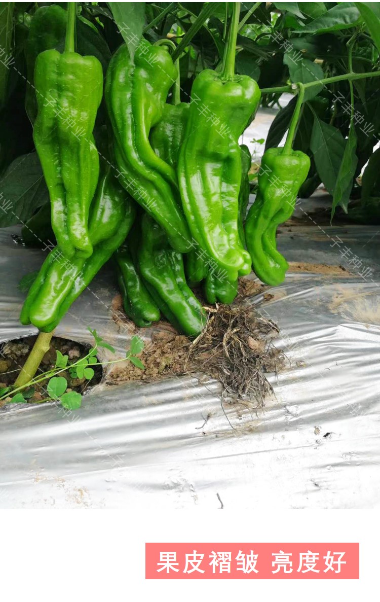 四川种都薄皮早丰泡椒种子春季秋季冬季早熟抗病辣椒菜椒种籽5袋基地