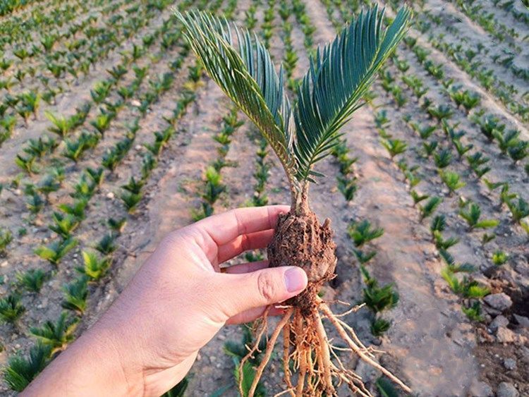 盆栽铁树苗小苏铁树盆景大型铁树庭院客厅四季常青室内耐寒绿植物球茎