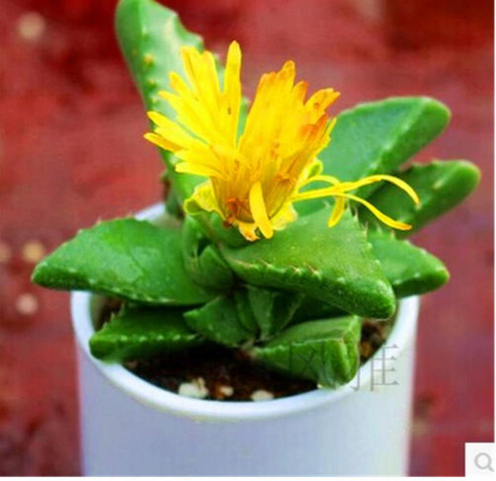 花魁多肉植物【四海波】四季室内开花带花苞/萌肉肉小盆栽 5cm无花苞