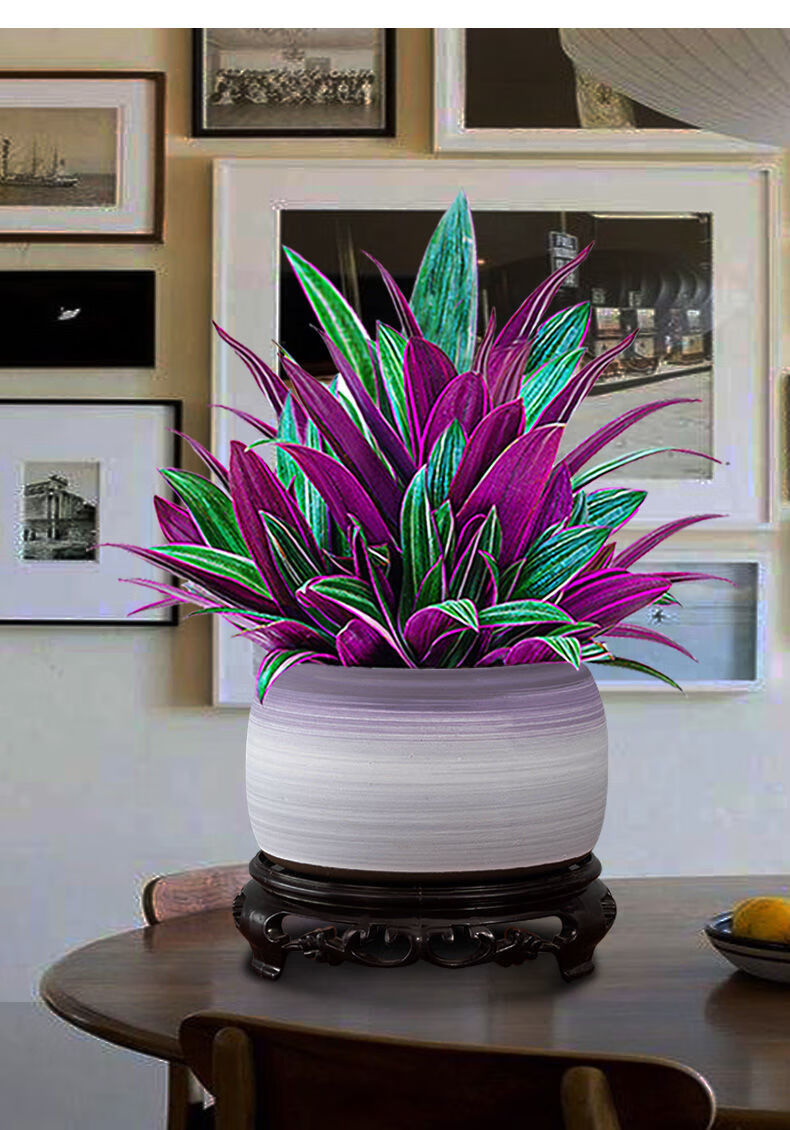 紫露兰盆栽油画吊兰花卉植物室内花好养净化空气办公桌面观叶绿植紫露