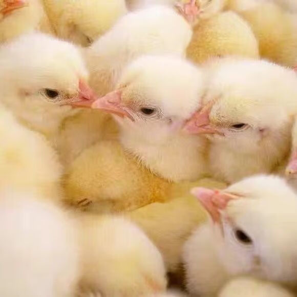 宠物小鸡网红小黄鸡小萌鸡包活到家儿童玩伴小鸡仔小鸡苗萌萌可爱小黄