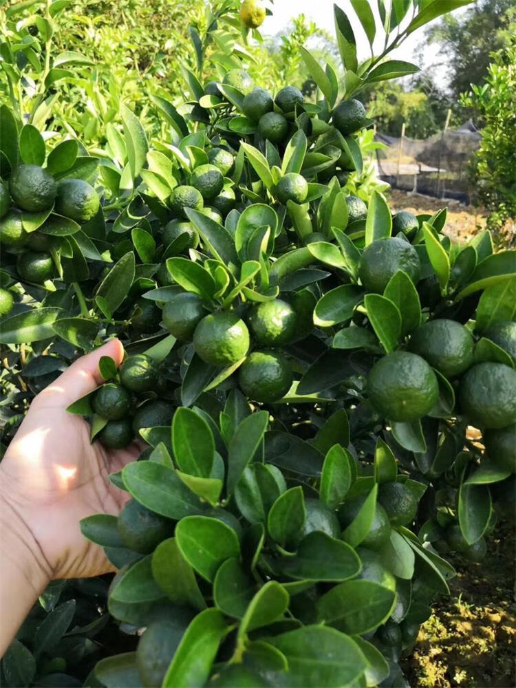 正宗四季海南青金桔树苗小青桔苗蜜桔砂糖橘柠檬树苗盆栽当年结果