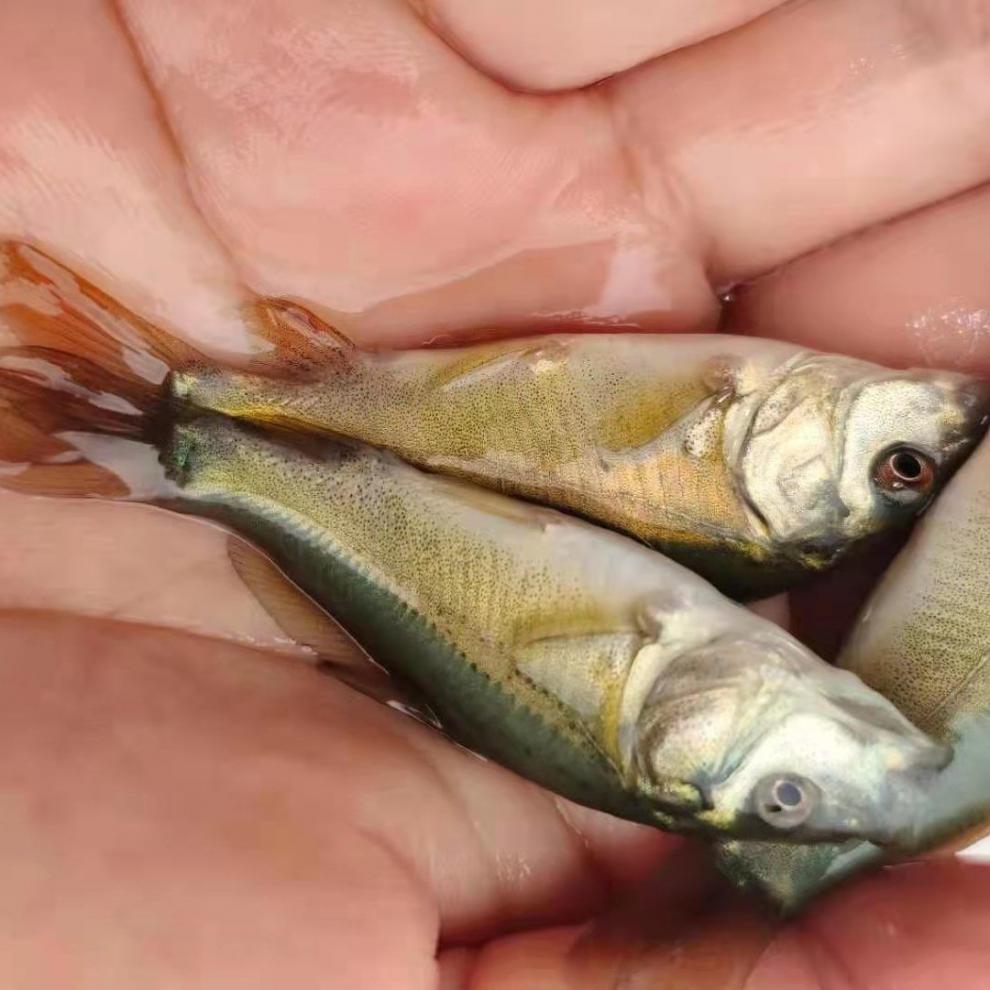 耐活好养包活小鱼苗本地活体稻田鱼家养鱼裸鲤无鳞鲤淡水养殖裸鲤57cm