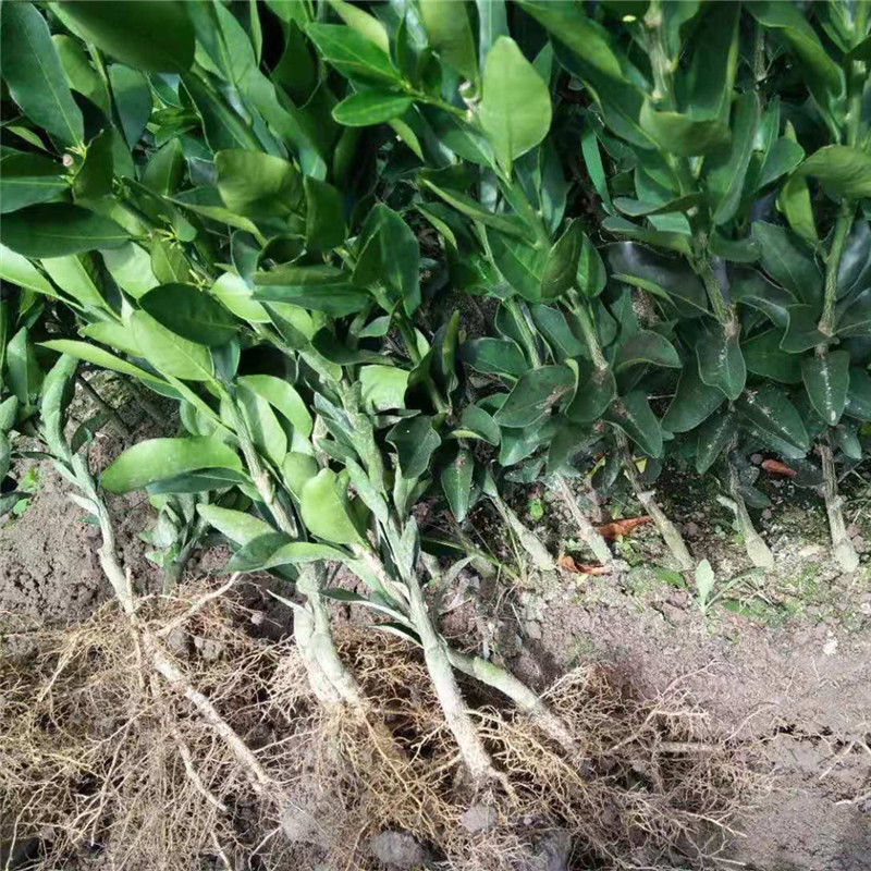 早熟由良柑橘苗 无籽蜜桔子果树 无核种 特早青皮橘子果树苗 三年苗