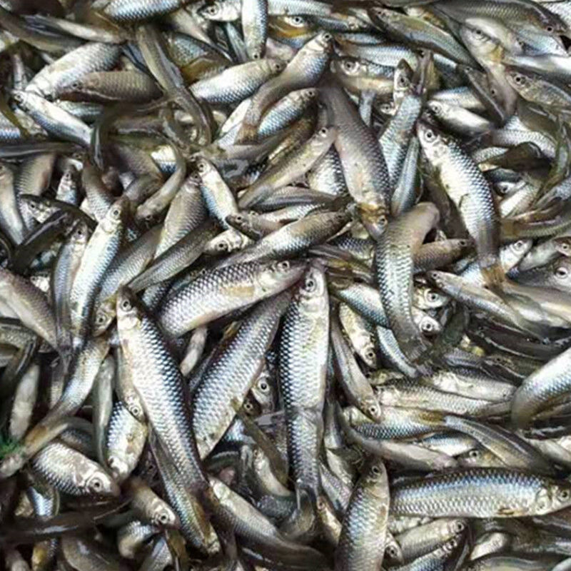 新鲜 小河鱼小石鱼绿豆嫩子鱼麦穗鱼杂鱼1/2/3/4/5斤 大号约1根手指长