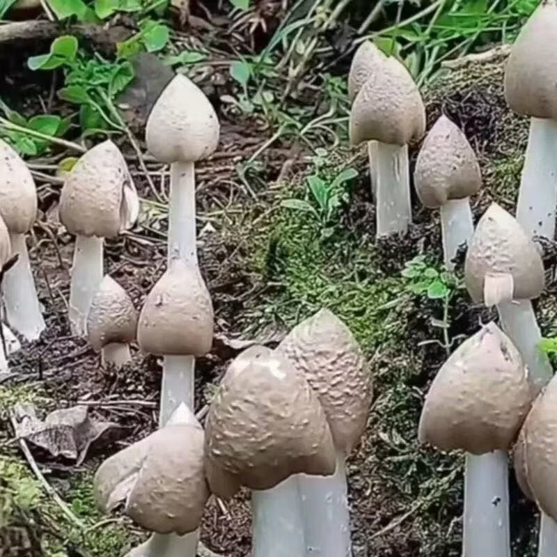 鸡枞菌原种鸡枞菌种植 高产种子野生三塔菌荔枝菌人工种植 菌种包