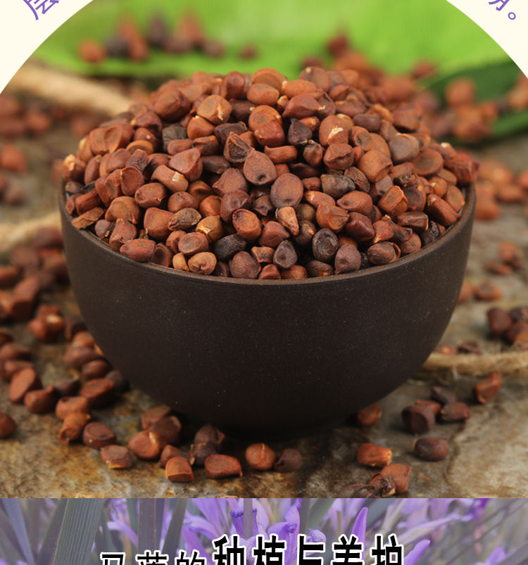 马莲种子马兰花种子马连多年生耐寒耐水耐涝水边花卉可水生农民老史